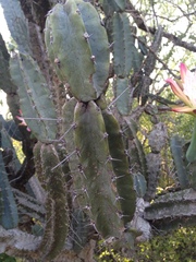 Cereus forbesii