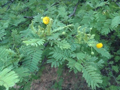 Vachellia aroma