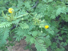 Vachellia aroma