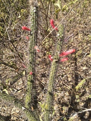 Cleistocactus baumannii