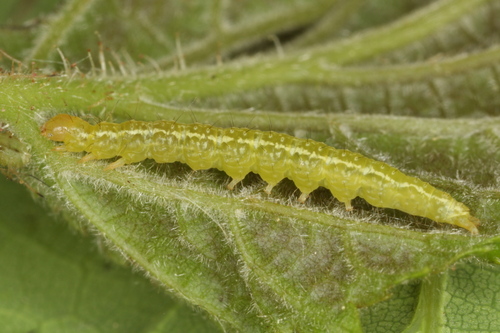 Ypsolopha ustella