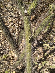 Cleistocactus baumannii