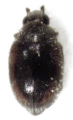 Scymnus blackburni
