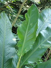Alpinia uraiensis
