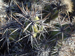 Corynopuntia invicta