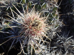 Corynopuntia invicta
