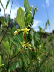 Cryptolepis oblongifolia