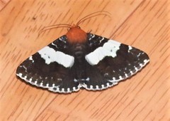Buzara latizona