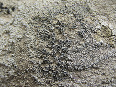 Lecanora gangaleoides