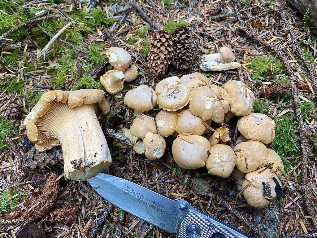 Pacific Golden Chanterelle from SR109, Pacific Beach, WA, US on August