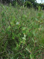 Cryptolepis oblongifolia