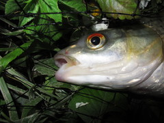 Squaliobarbus curriculus