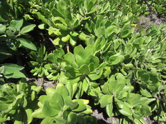 Scaevola taccada taccada