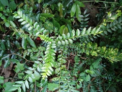 Zanthoxylum capense