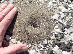 Myrmecocystus