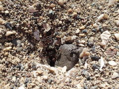 Myrmecocystus