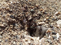 Myrmecocystus