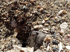 Myrmecocystus