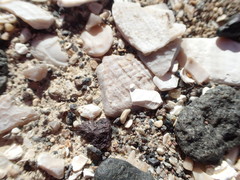 Myrmecocystus