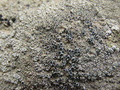 Lecanora gangaleoides