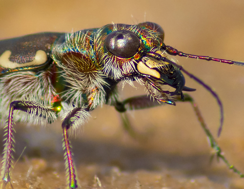 Littoral Tiger Beetle