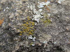 Physcia tribacia
