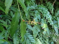 Alpinia intermedia