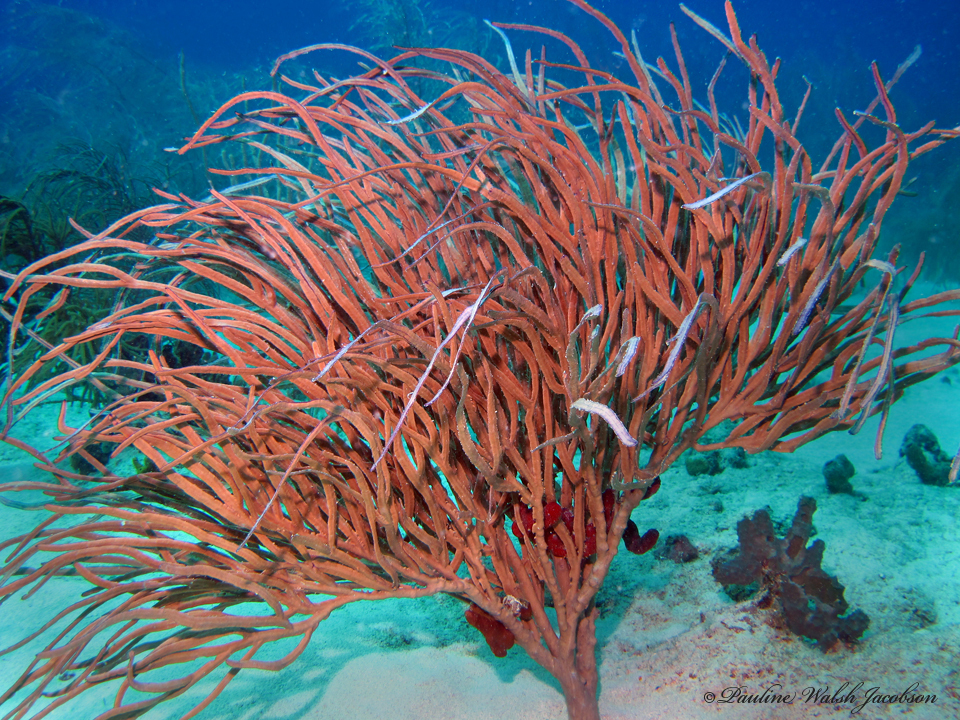 Pterogorgia anceps (Pallas, 1766)