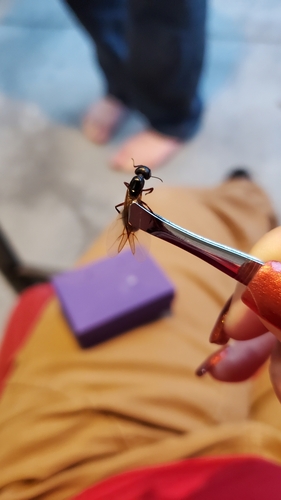 Hercules Carpenter Ant photo 5