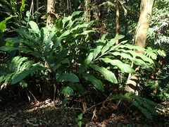 Alpinia uraiensis