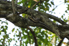 Tamiops mcclellandii