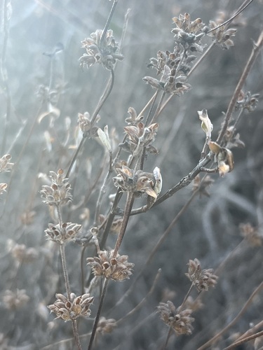 Baja Blue Sage foliage