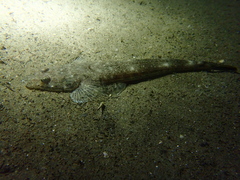 Platycephalus westraliae