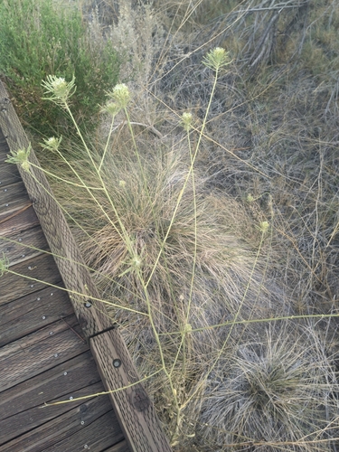 Image of Thelypodium integrifolium by (c) Michael Thaibinh, some rights reserved (CC BY)