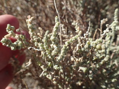 Atriplex julacea