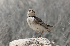 Melanocorypha bimaculata