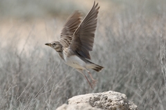 Melanocorypha bimaculata