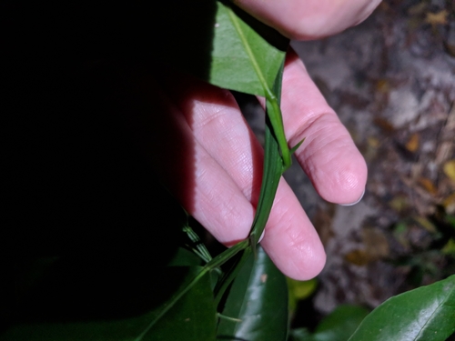 Image of Citrus deliciosa by (c) Alison Northup, some rights reserved (CC BY)