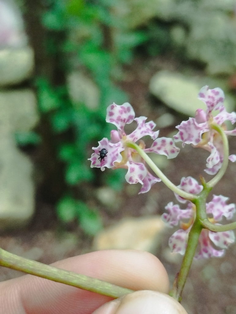 Trichocentrum oerstedii