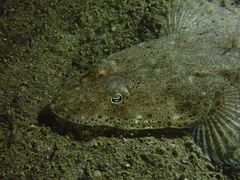 Platycephalus westraliae