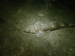 Platycephalus westraliae