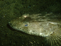 Platycephalus westraliae