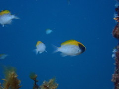 Chromis klunzingeri