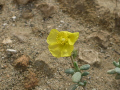 Helianthemum obtusifolium