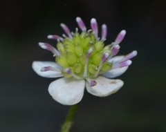 Knowltonia hepaticifolia