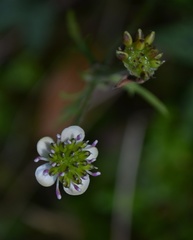 Knowltonia hepaticifolia