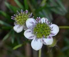 Knowltonia hepaticifolia