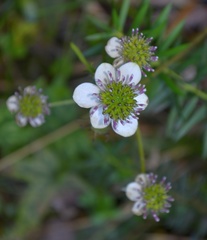 Knowltonia hepaticifolia