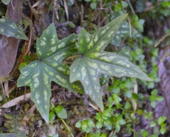 Knowltonia hepaticifolia