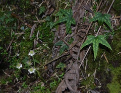 Knowltonia hepaticifolia